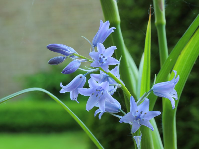 Hyacinthoides photo 7