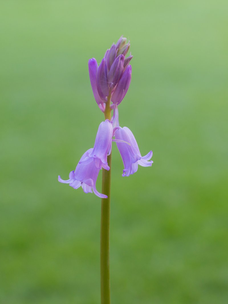 Hyacinthoides photo 8