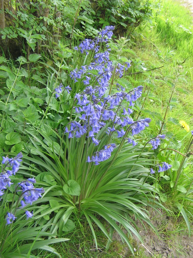 Hyacinthoides