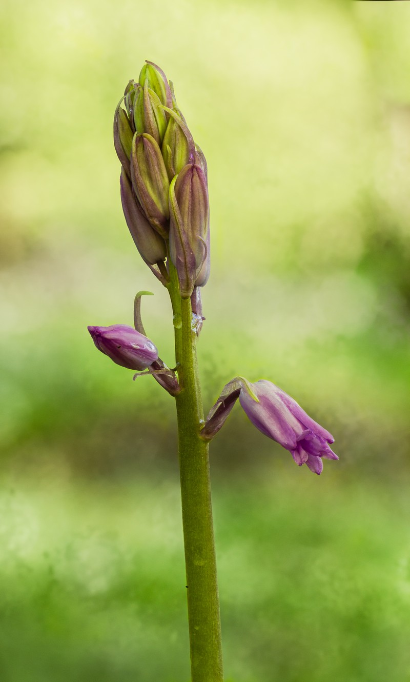 English Bluebell photo 2
