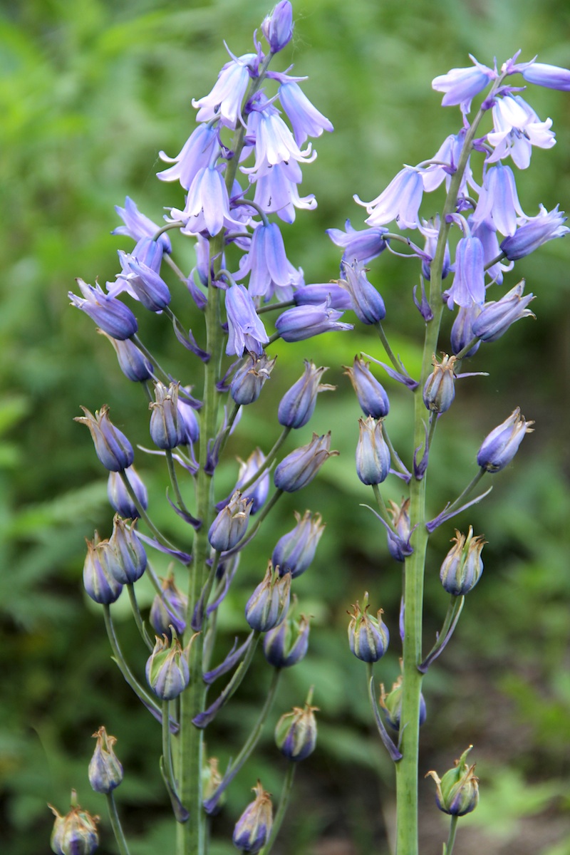 English Bluebell photo 4