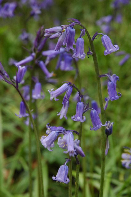 English Bluebell photo 5