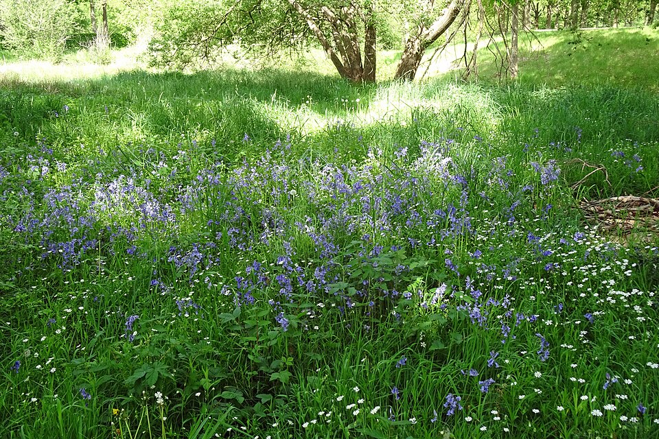 English Bluebell photo 6
