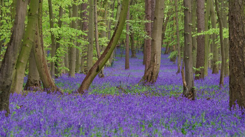 English Bluebell photo 7