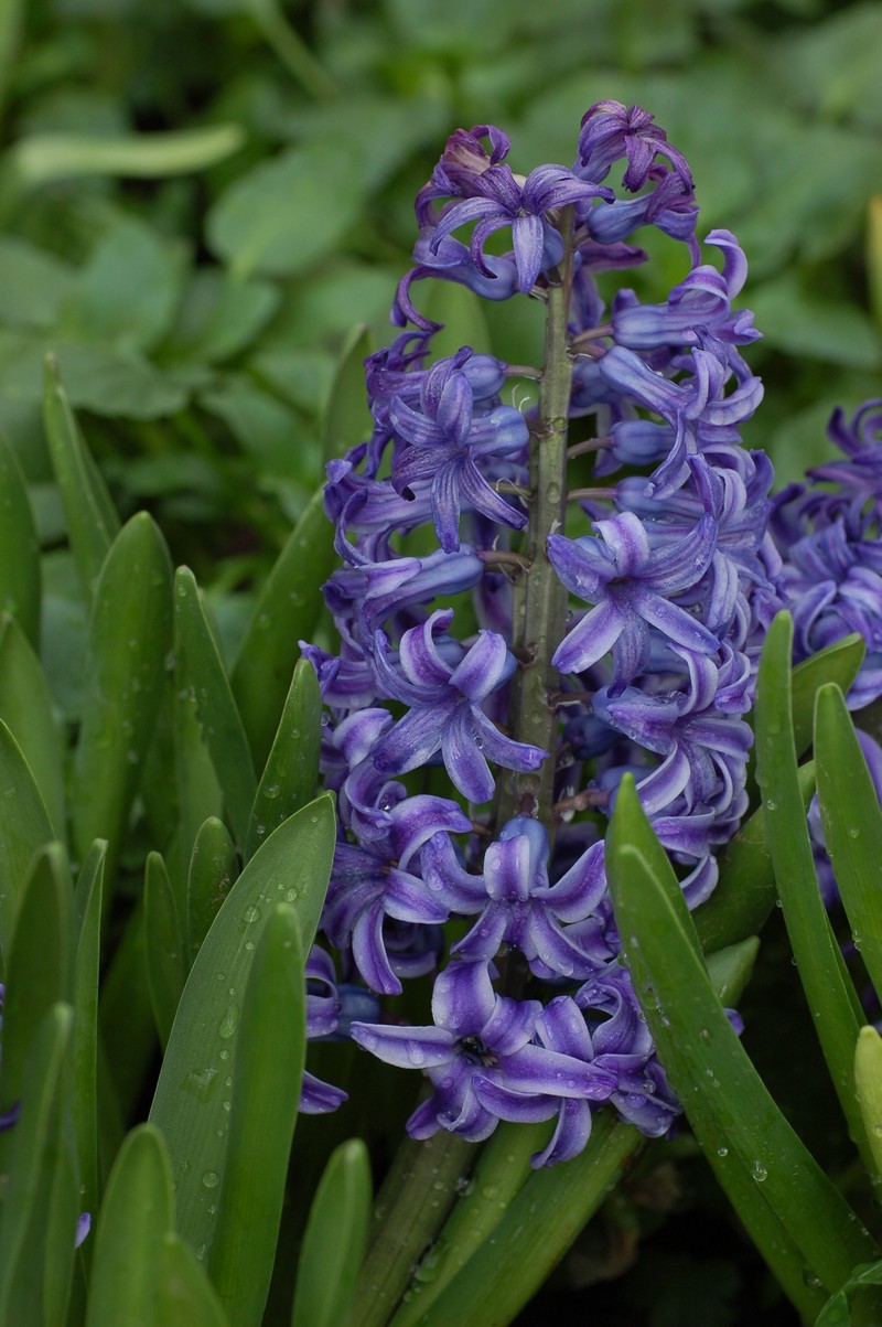 Garden Hyacinth photo 2