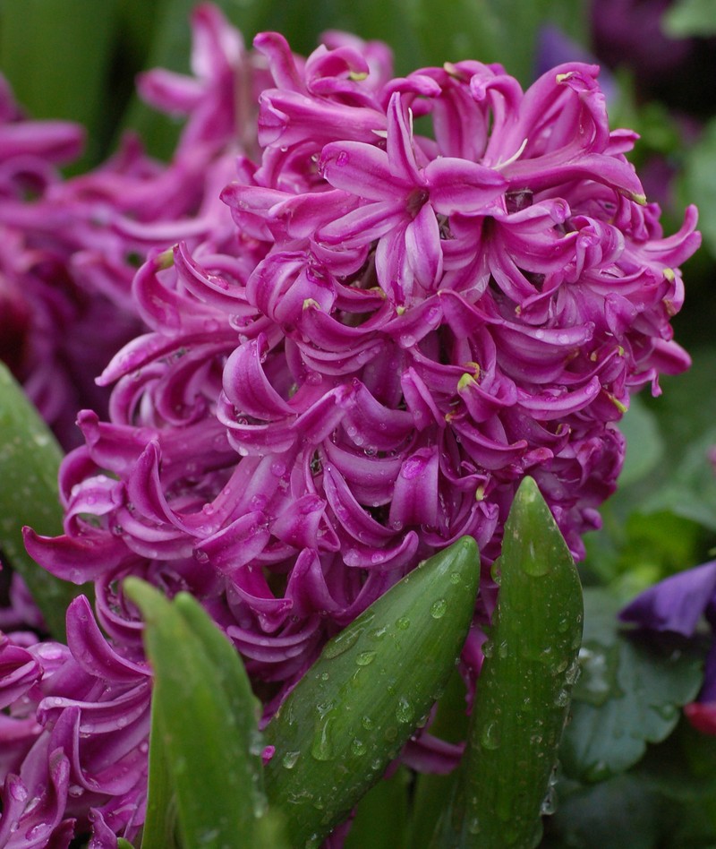 Garden Hyacinth photo 3