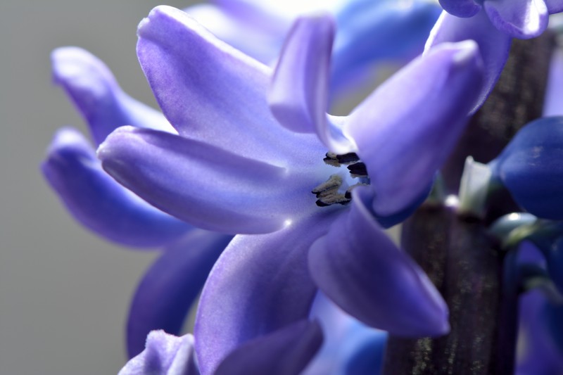 Garden Hyacinth photo 4