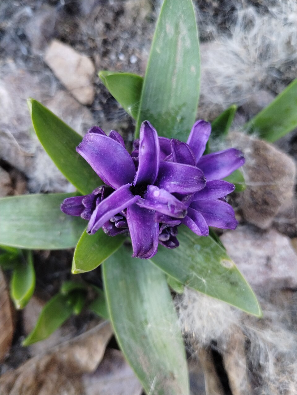 Garden Hyacinth