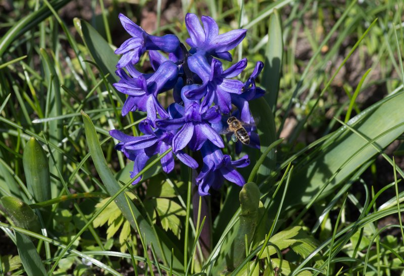 Garden Hyacinth photo 5