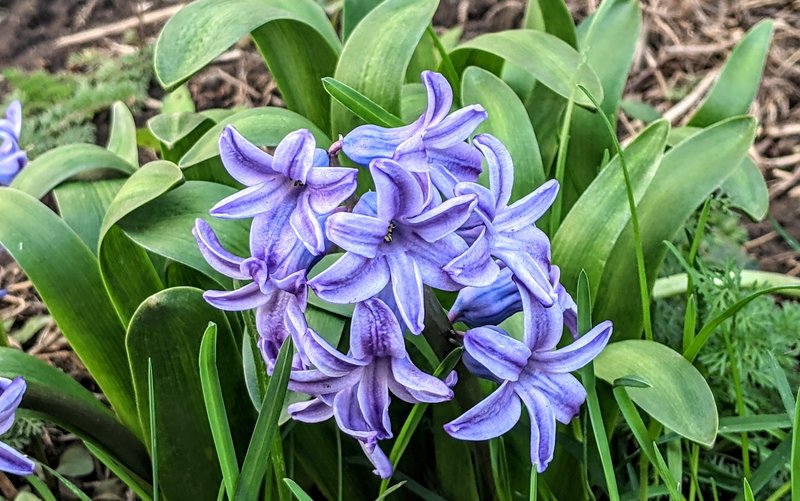 Garden Hyacinth photo 6