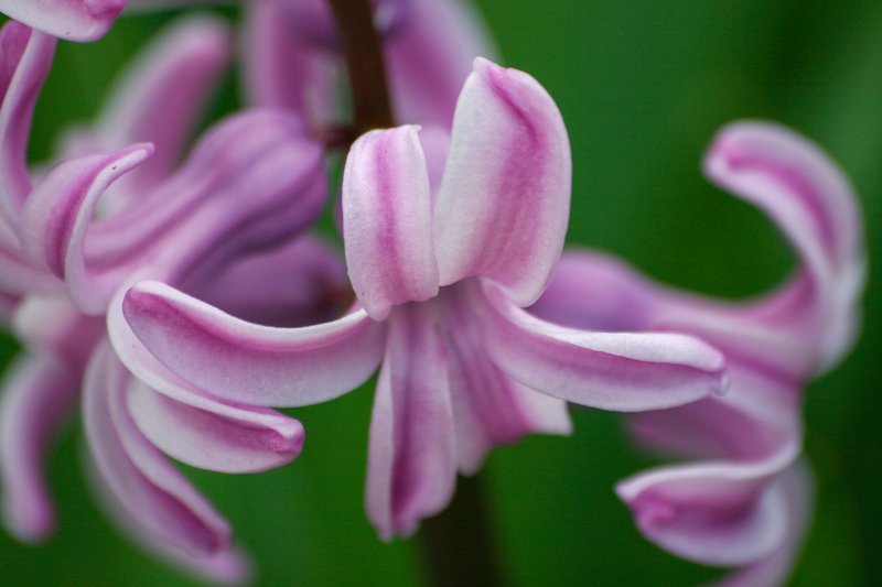 Garden Hyacinth photo 7