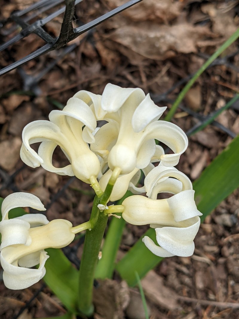 Garden Hyacinth photo 8