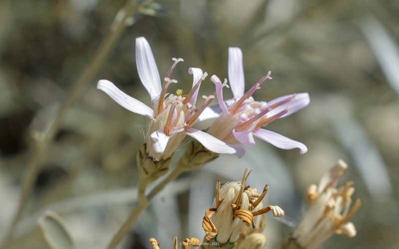 Hyalis argentea