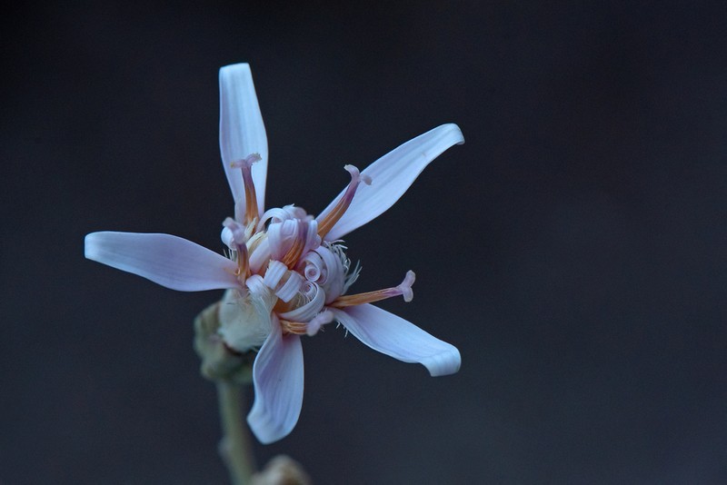 Hyalis argentea photo 2