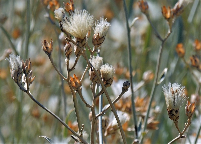 Hyalis argentea photo 3