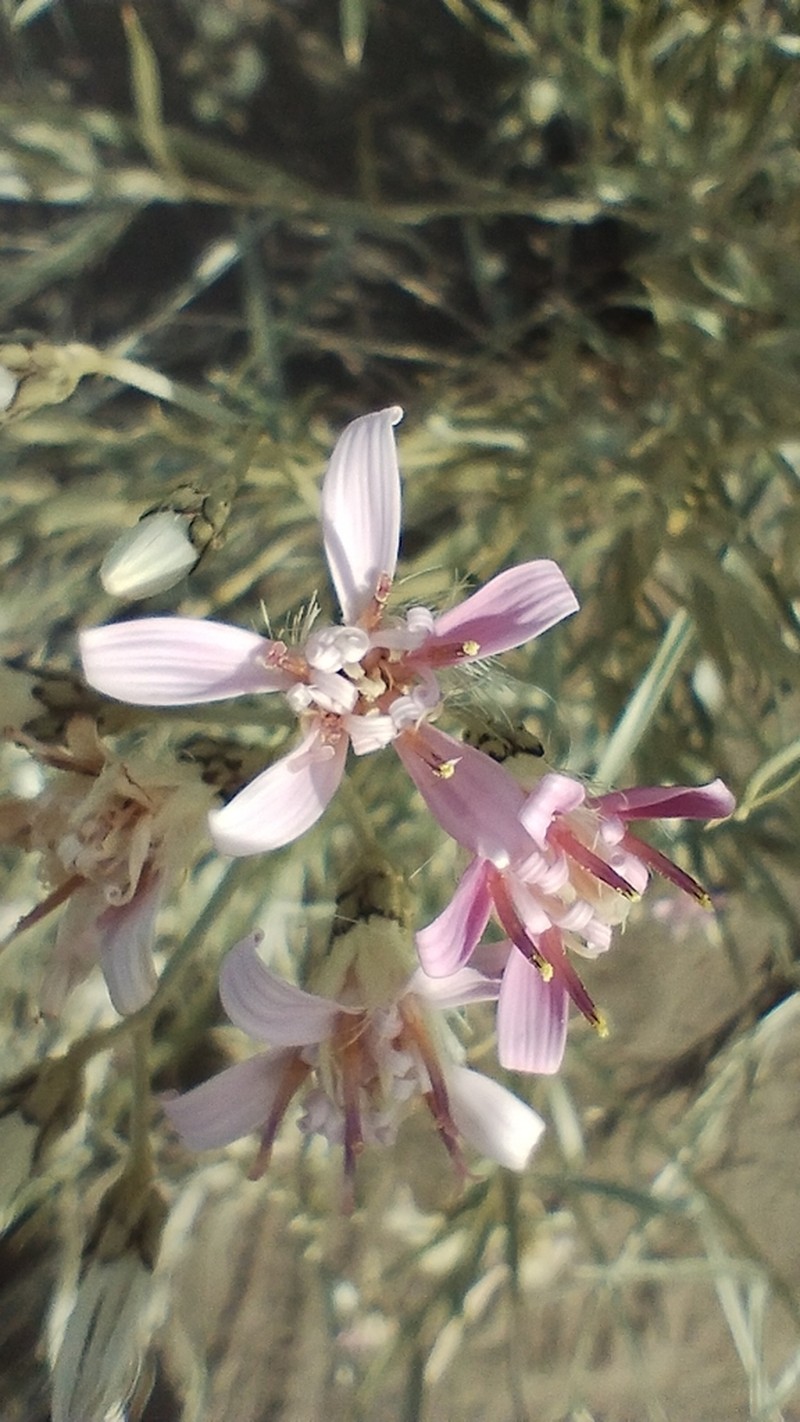 Hyalis argentea photo 4