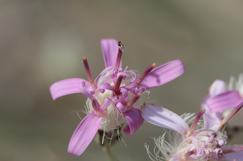 Hyalis argentea photo 5