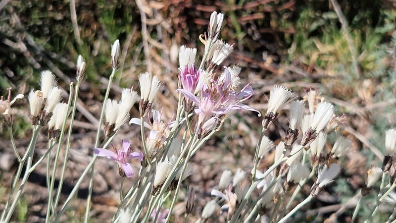 Hyalis argentea photo 6
