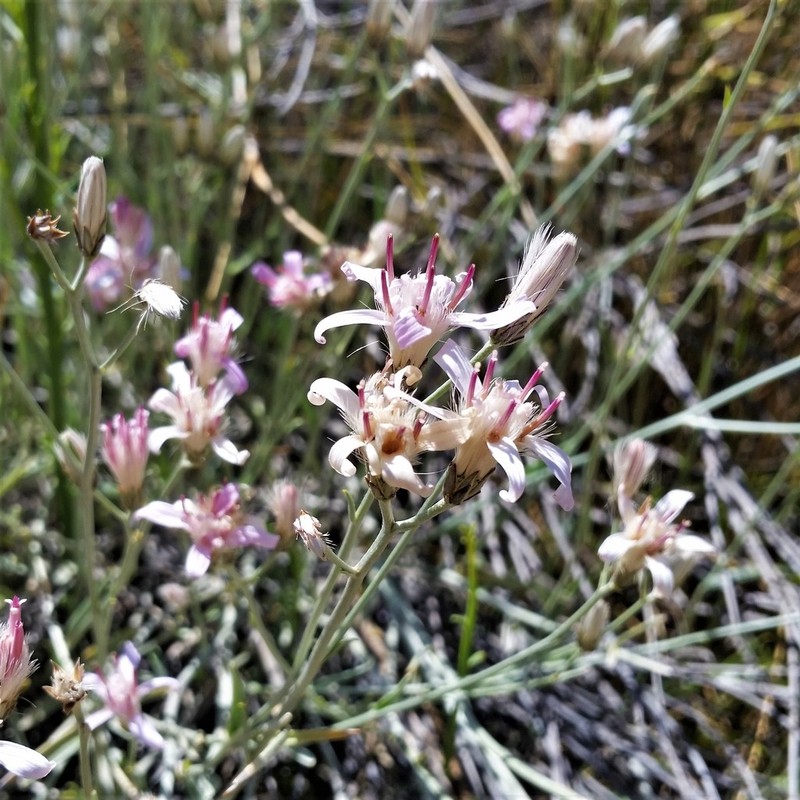 Hyalis argentea photo 7
