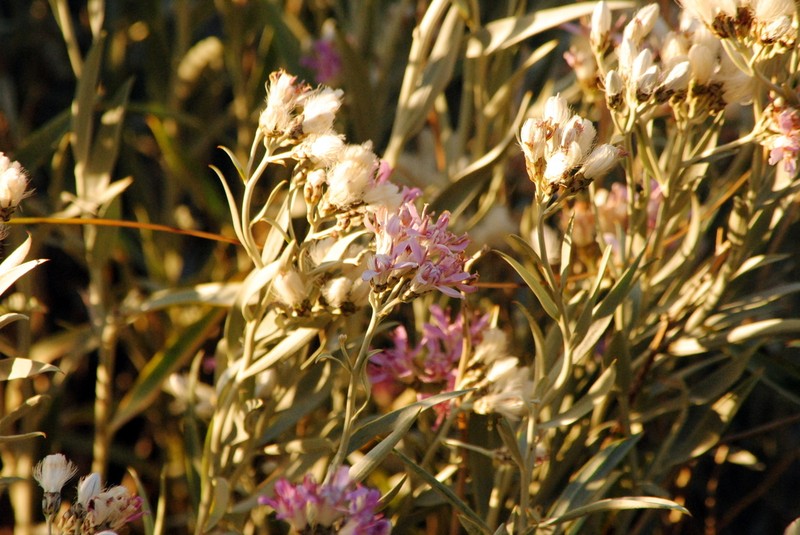 Hyalis argentea photo 8