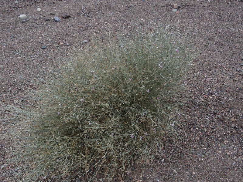 Hyalis argentea var. argentea