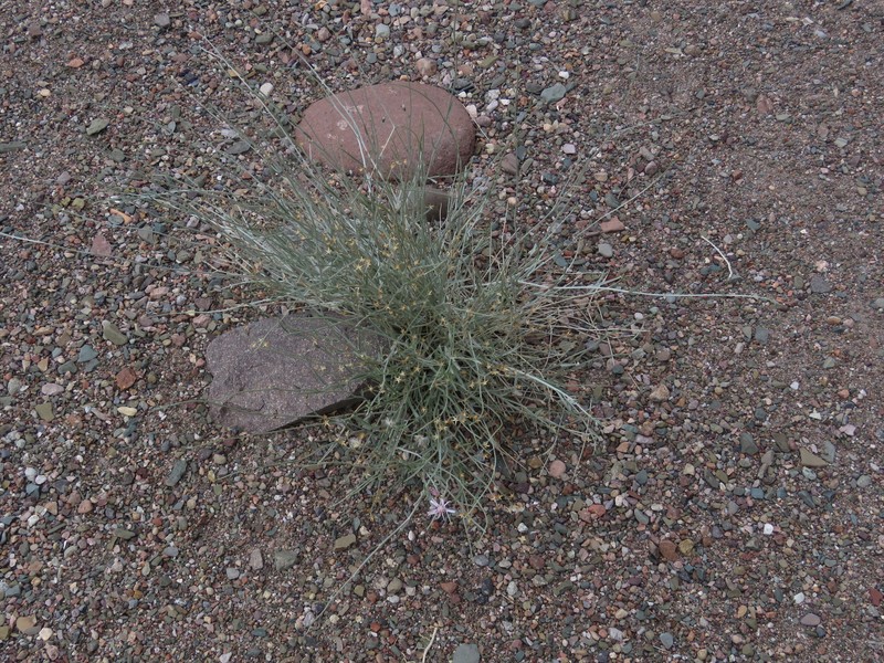 Hyalis argentea var. argentea photo 2