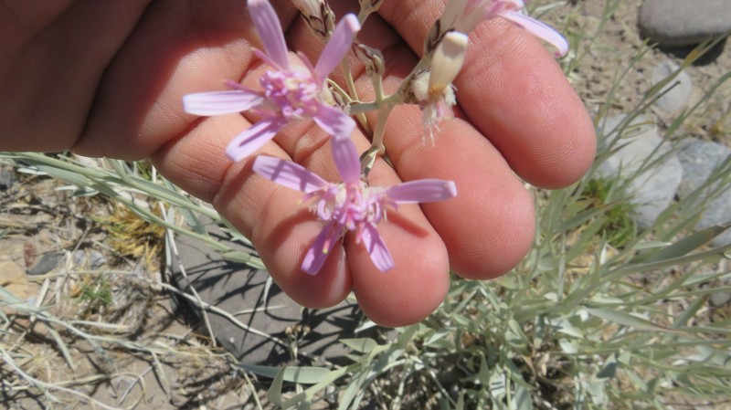 Hyalis argentea var. latisquama