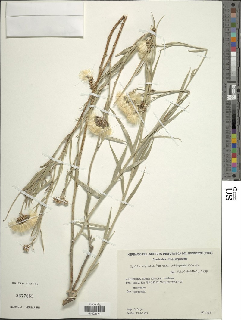 Hyalis argentea var. latisquama photo 2
