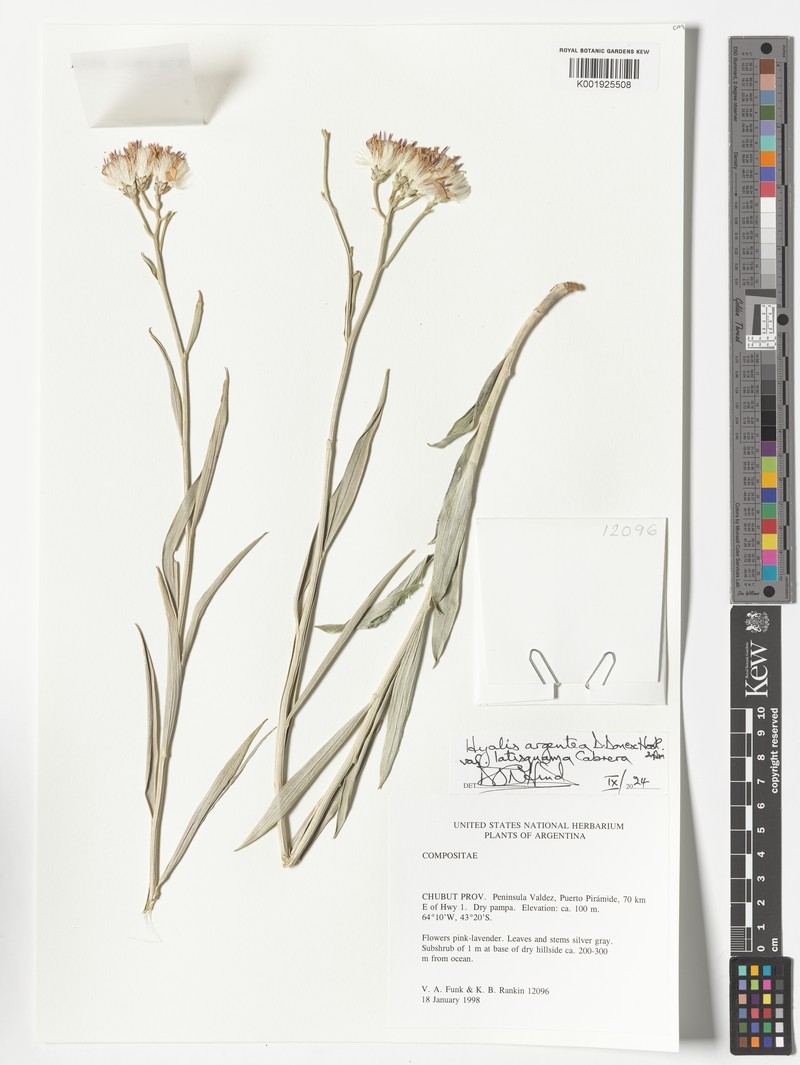 Hyalis argentea var. latisquama photo 3