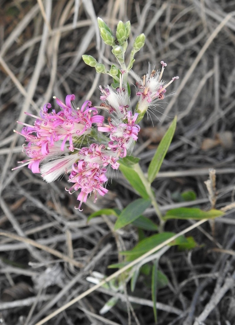 Hyalis lancifolia