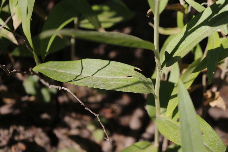 Hyalis lancifolia photo 3