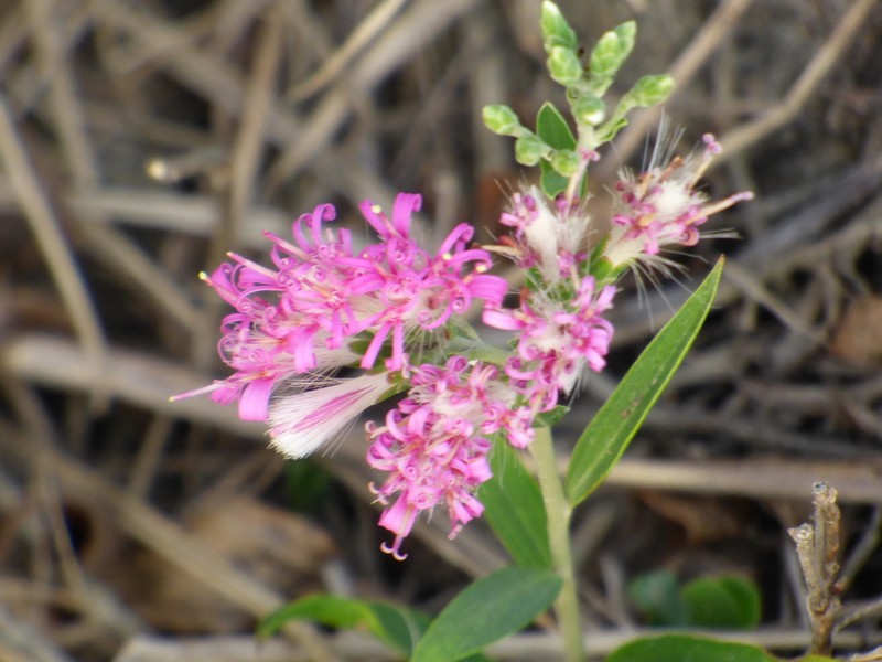 Hyalis lancifolia photo 4