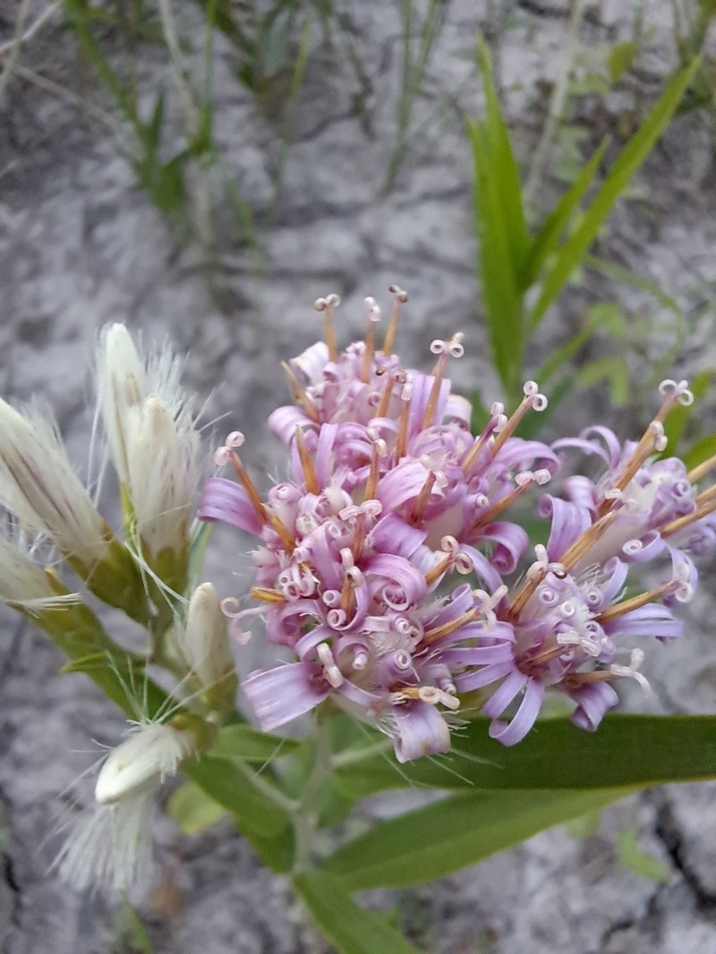 Hyalis lancifolia photo 5