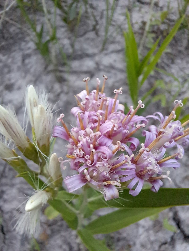 Hyalis lancifolia photo 6