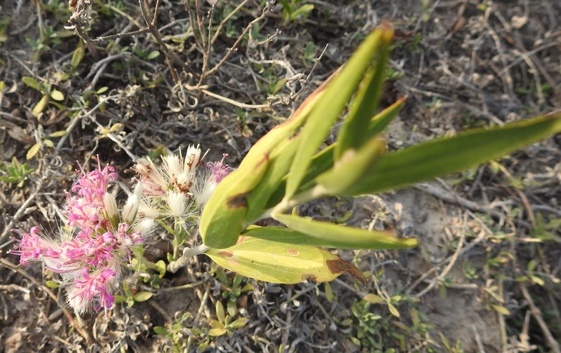 Hyalis lancifolia photo 8