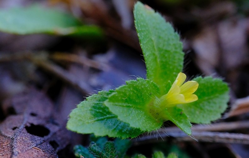 Hyalocalyx setifer photo 2