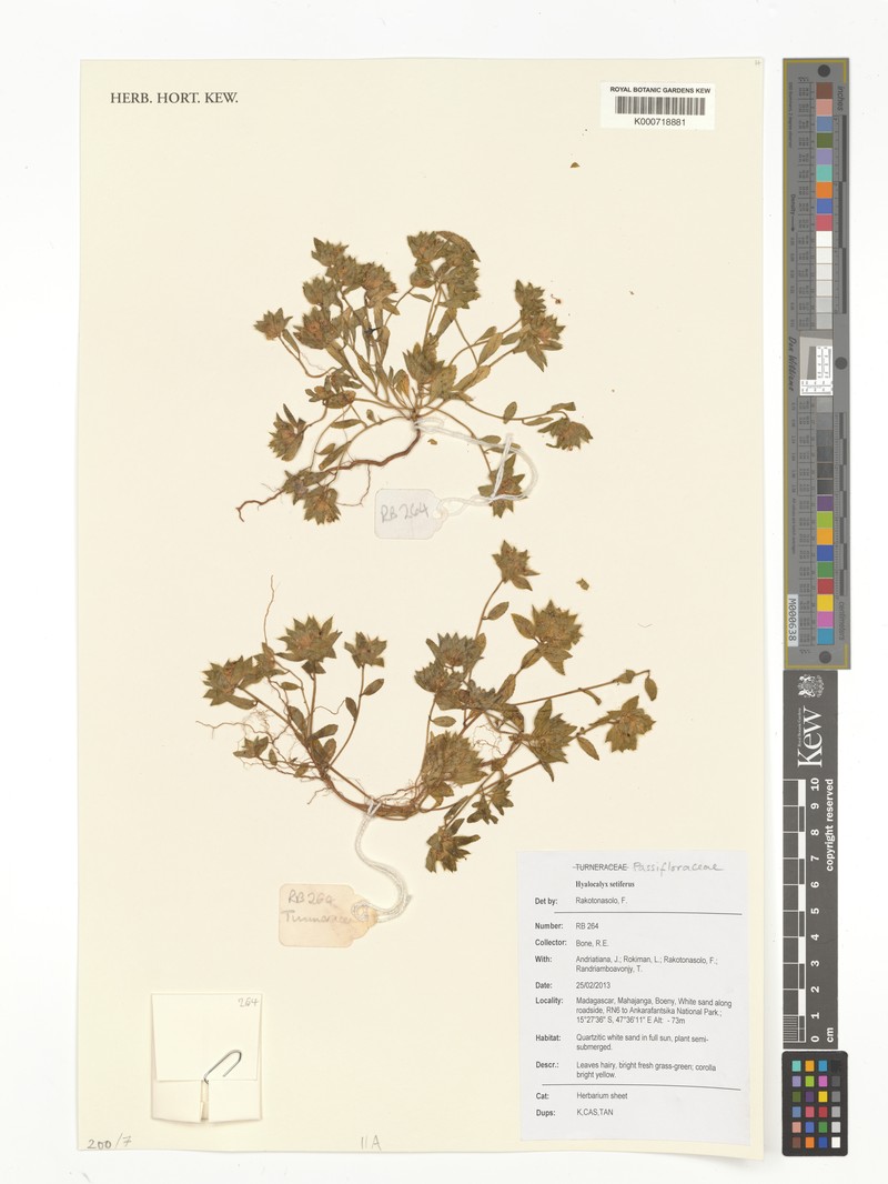 Hyalocalyx setifer photo 4