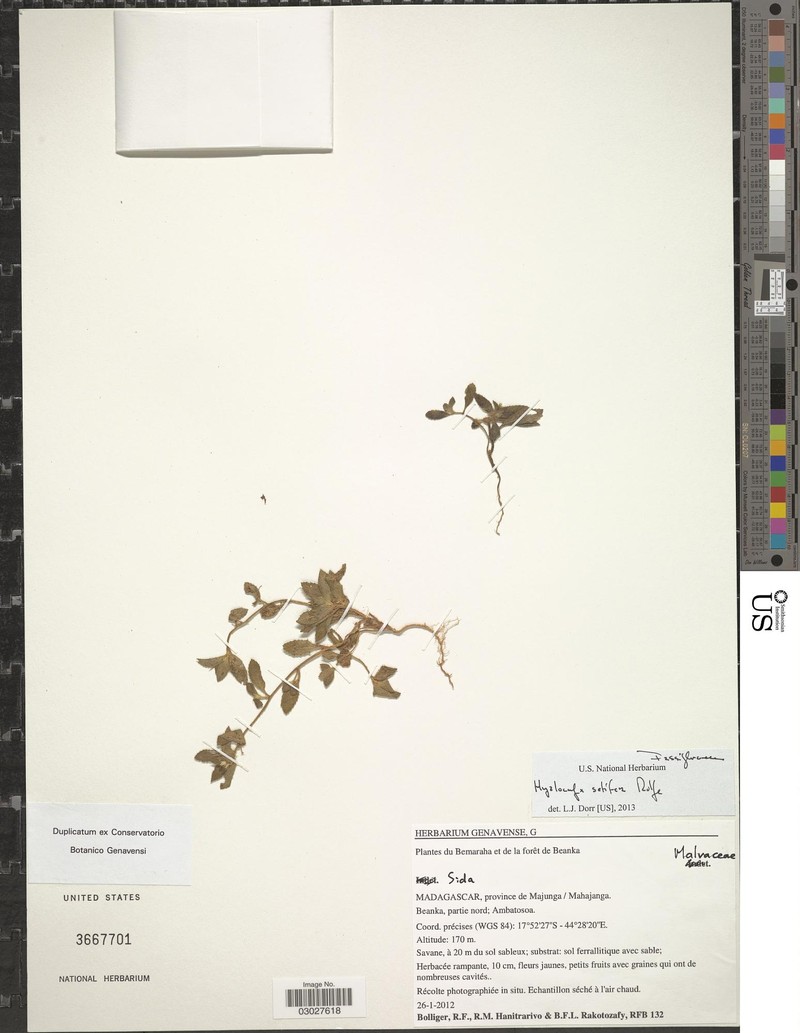 Hyalocalyx setifer photo 5