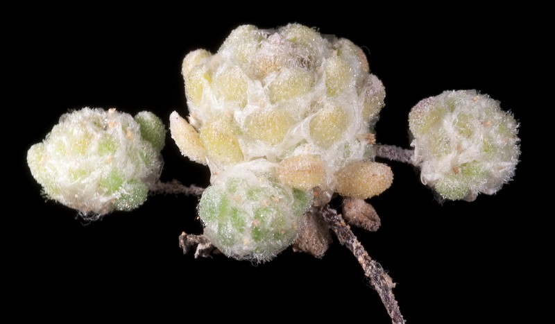 Hyalochlamys globifera