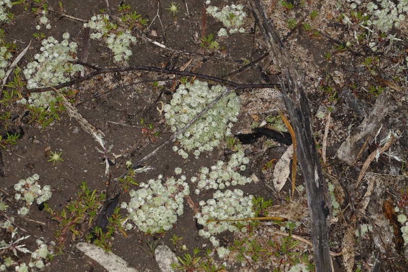 Hyalochlamys globifera photo 2