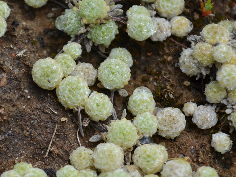 Hyalochlamys globifera photo 3