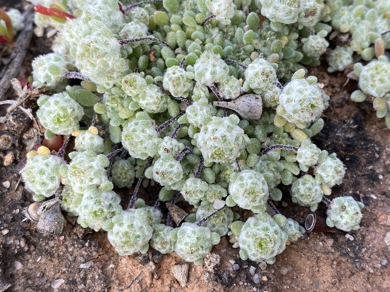 Hyalochlamys globifera photo 4