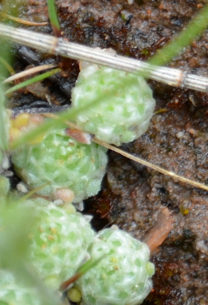 Hyalochlamys globifera photo 5