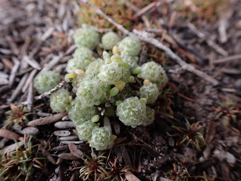 Hyalochlamys globifera photo 6