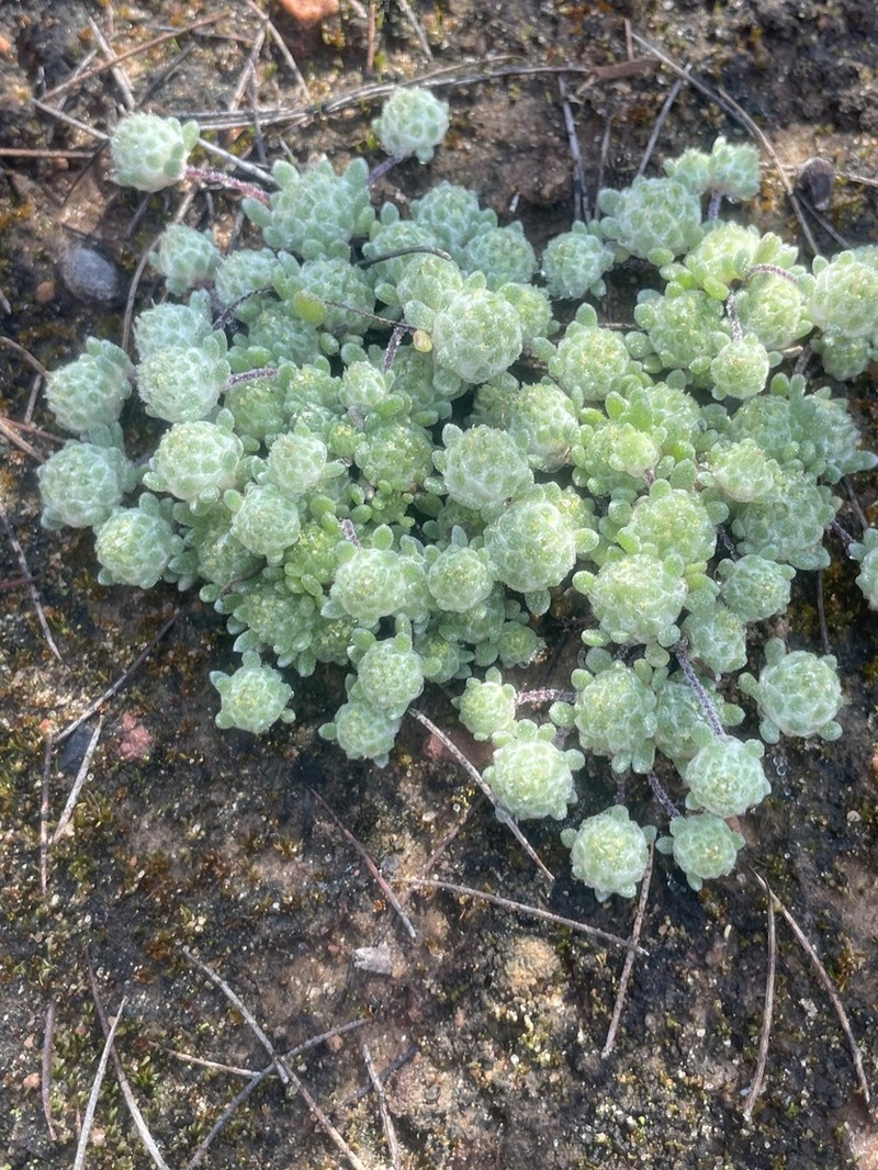 Hyalochlamys globifera photo 7
