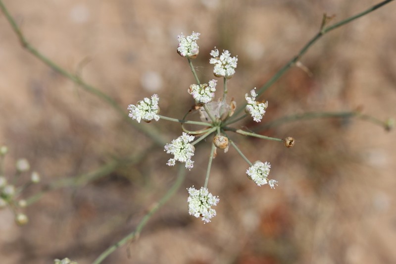 Hyalolaena bupleuroides