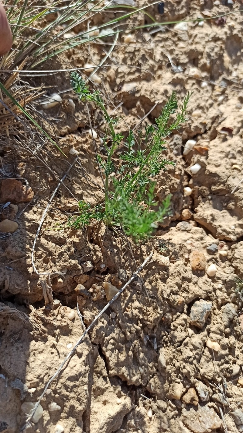 Hyalolaena bupleuroides photo 2