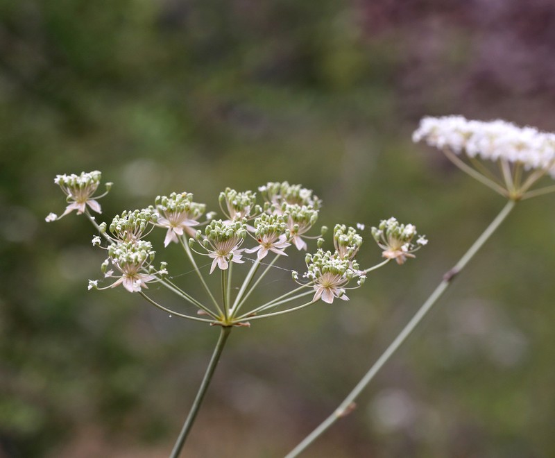 Hyalolaena bupleuroides photo 3