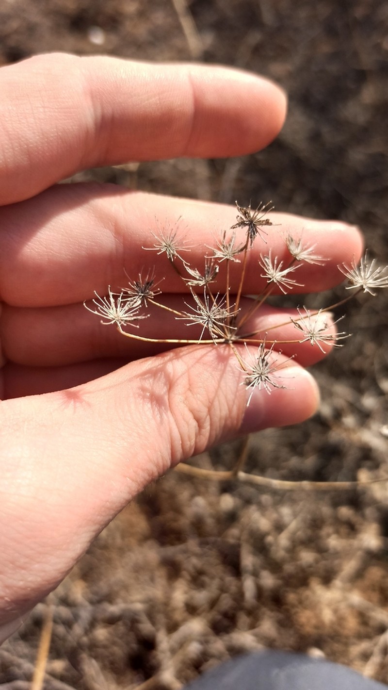 Hyalolaena bupleuroides photo 4
