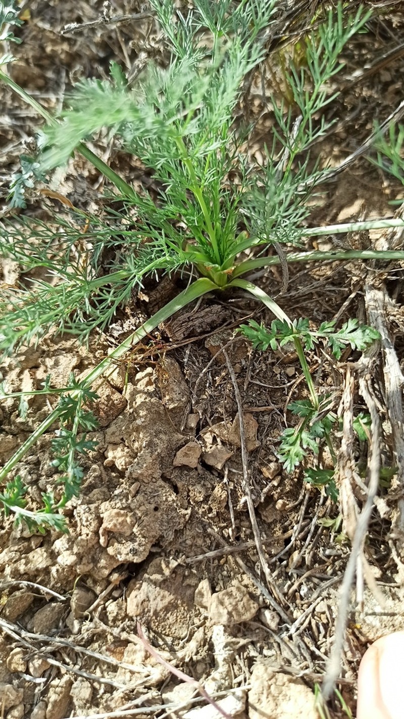 Hyalolaena bupleuroides photo 5